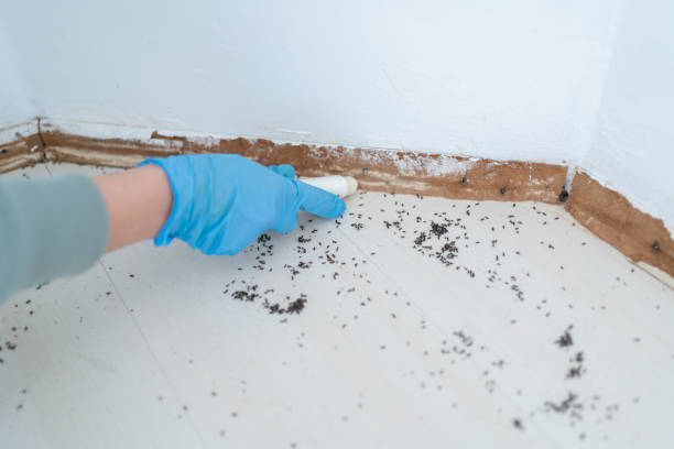 Best Wasp Removal Services  in Fort Knox, KY